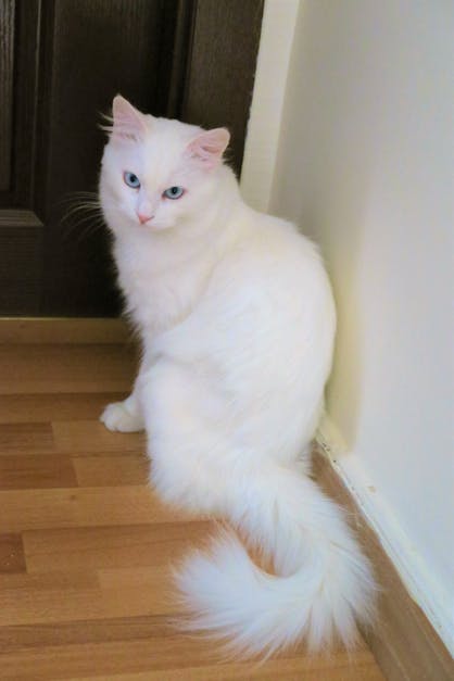 Ücretsiz kedi stok fotoğrafı