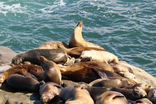 Group of California sea lions basking on rocks by the ocean in sunny San Diego.