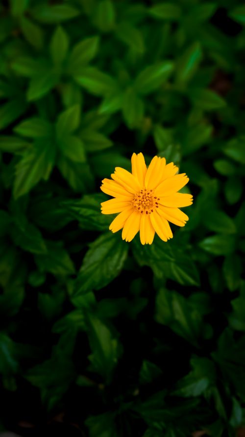 Free A vibrant yellow flower stands out against a backdrop of lush green leaves, showcasing natural beauty. Stock Photo
