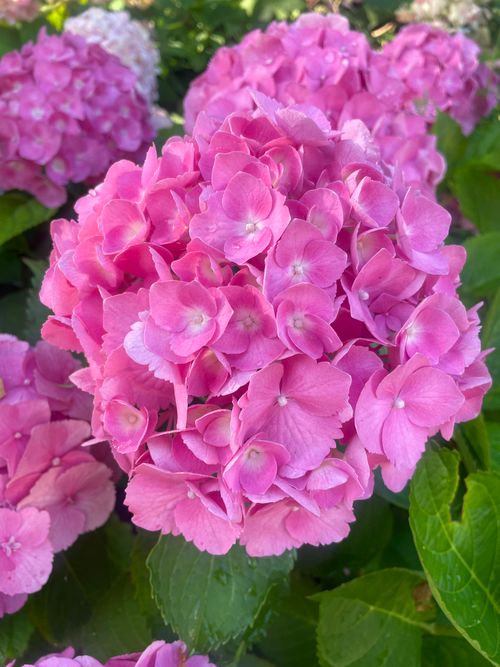 Free A close-up view of bright pink hydrangea flowers in full bloom, conveying a sense of summer beauty and freshness. Stock Photo