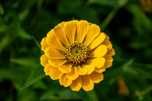 Free Close-up of a vibrant yellow zinnia flower showcasing petals and details, set against a green background. Stock Photo