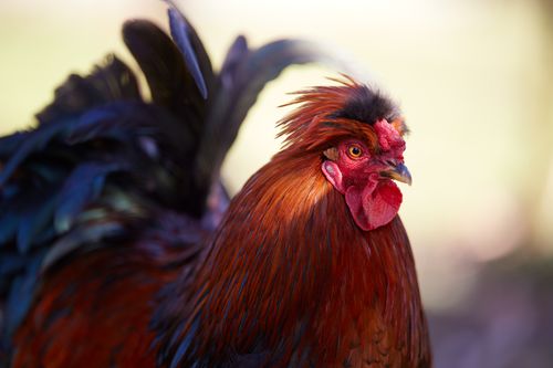 Free Close-up of a colorful rooster with iridescent feathers, showcasing its majestic and vibrant appearance outdoors. Stock Photo