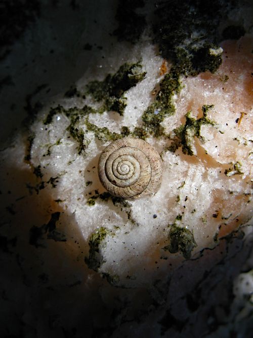 Free Macro photo of a spiral snail shell on a textured rock with moss. Stock Photo