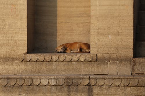 Foto d'estoc gratuïta de Buda, budes, Budisme