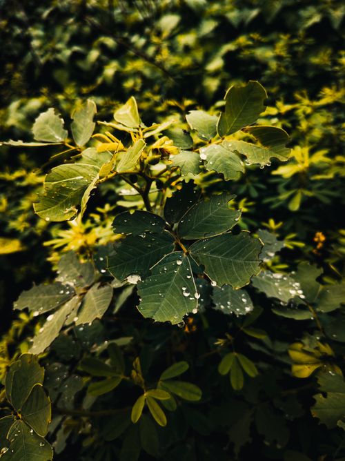 Free Vibrant green leaves adorned with morning dew, captured outdoors in natural setting. Stock Photo