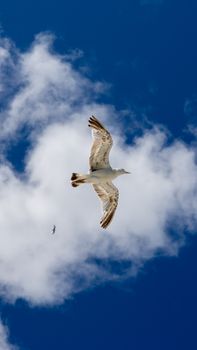一只海鸥在湛蓝的天空和蓬松的云朵间优雅地翱翔。 - 相关推荐
