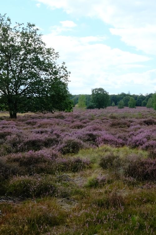 Free Expansive purple heather field under a bright sky, showcasing natural beauty. Stock Photo