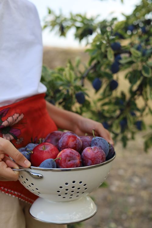 Free Vibrant plums in a colander held by a person in a garden setting. Perfect for autumn harvest theme. Stock Photo