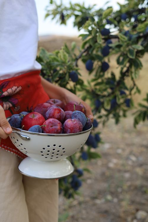 Free Person holding a colander filled with fresh red and purple plums beside a plum tree. Stock Photo