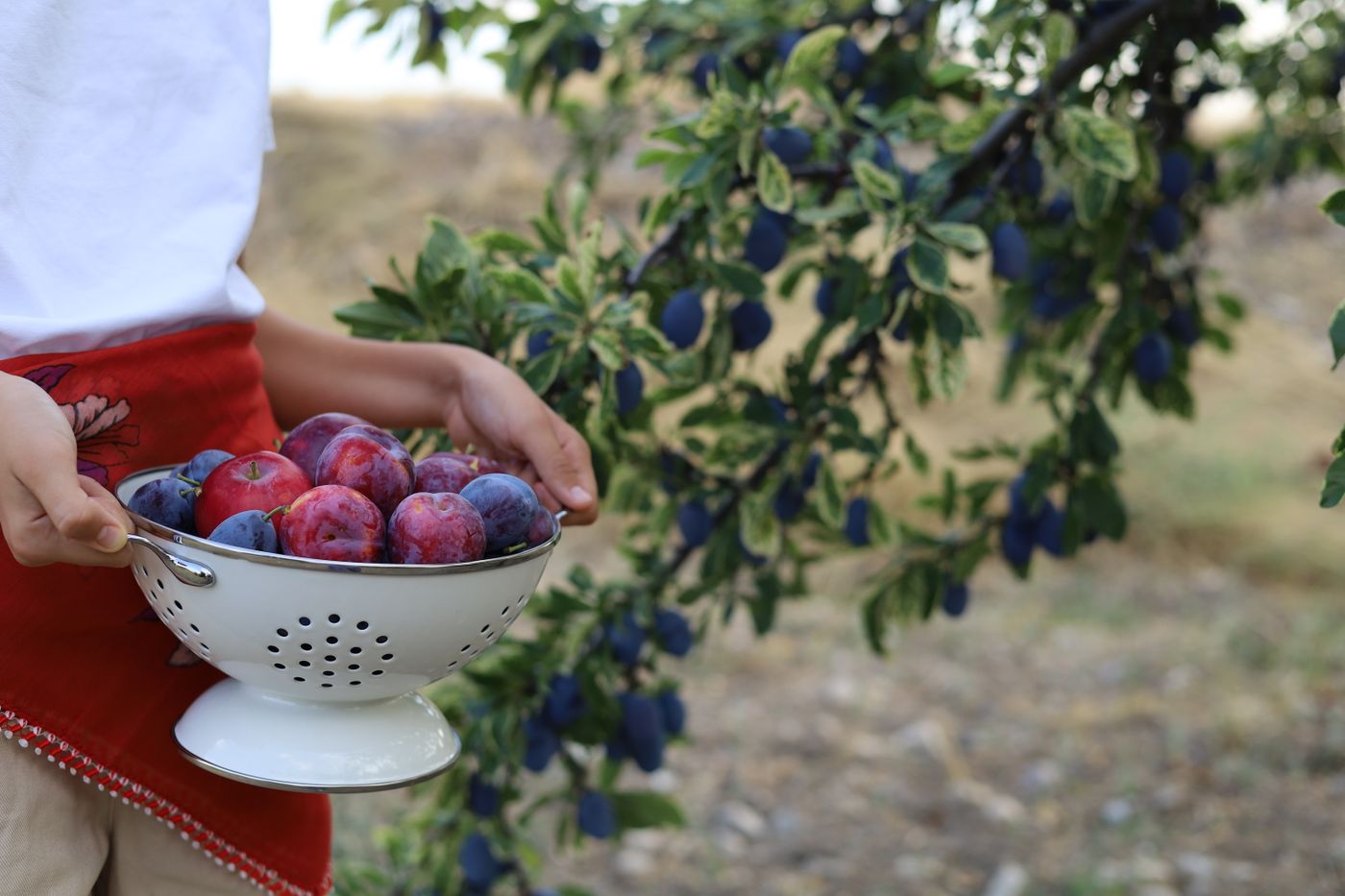 Freshly picked blue plums in a colander beside the plum tree at harvest