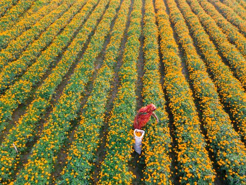 Free Aerial view of woman harvesting marigold flowers in lush, vibrant field. Stock Photo