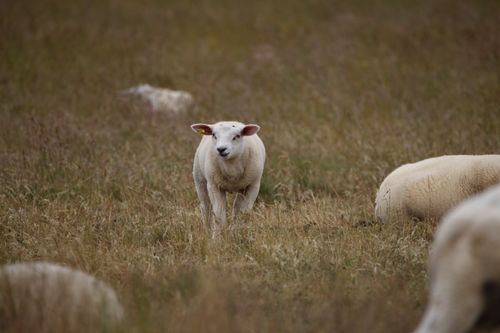 Free A charming sheep stands out in a grassy field, surrounded by its flock. Stock Photo