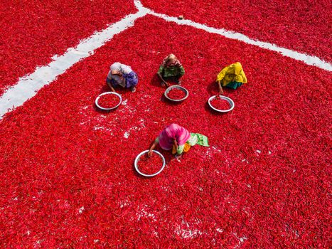 Colorful aerial shot of workers sorting red chili peppers in Bangladesh, highlighting vibrant red hues.