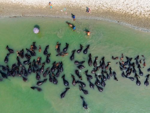 Free Aerial view of people bathing water buffalo in a river. A unique rural scene captured from above. Stock Photo