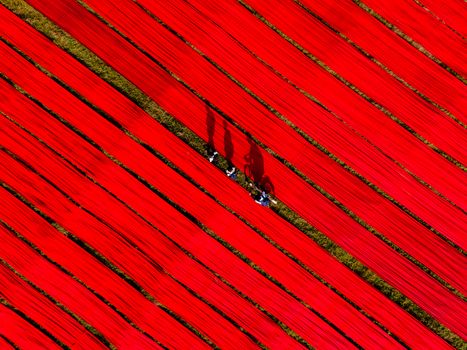 Aerial shot depicting red fabric drying in the fields, with shadows adding a dynamic effect.