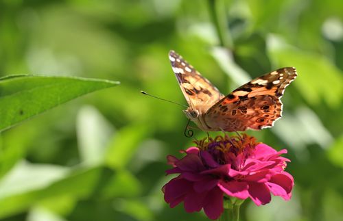 Free Close-up of a Painted Lady butterfly perched on a bright pink Zinnia flower in a summer garden. Stock Photo