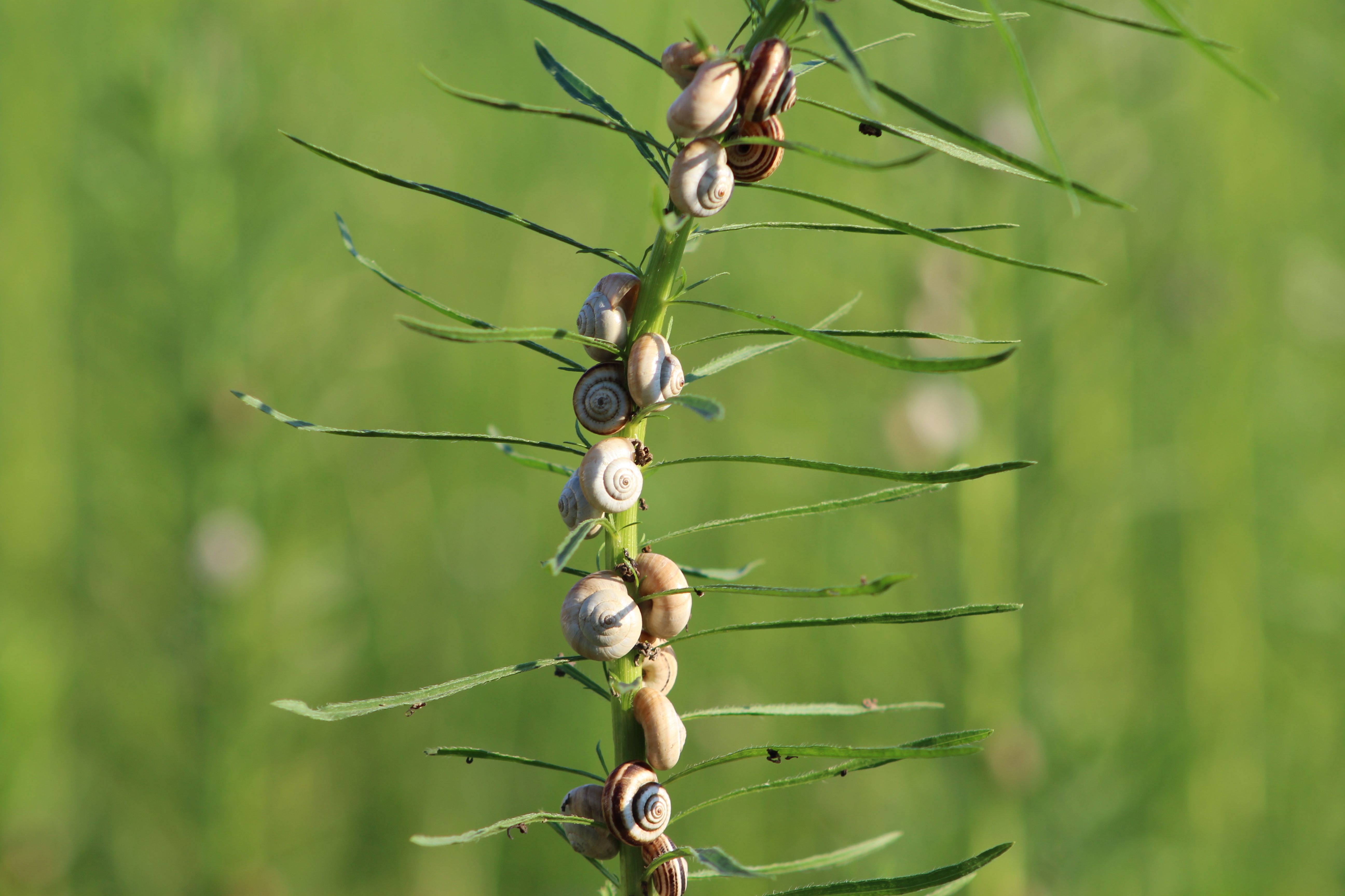 Snail Shells Found to Hold Records of Extreme Weather and Landscape Change