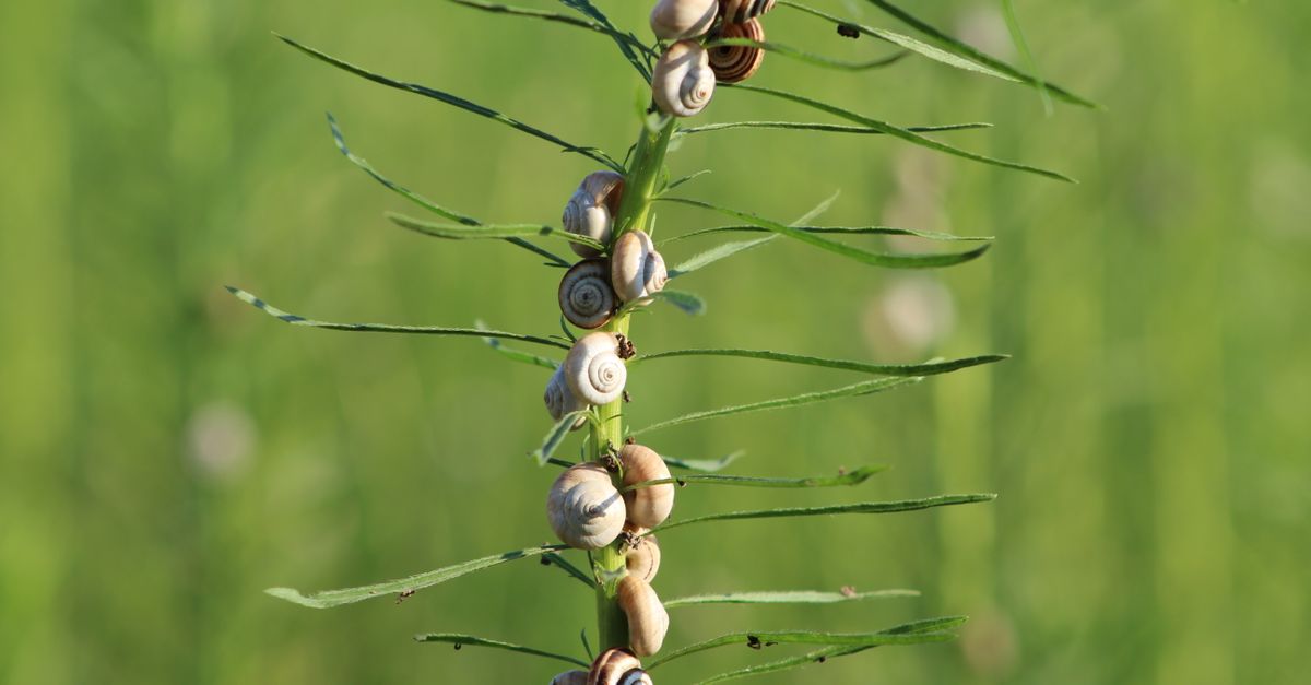 Snail Shells Found to Hold Records of Extreme Weather and Landscape Change