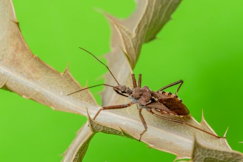 Free Close-up of a stink bug on a thorny branch with a vibrant background in natural detail. Stock Photo