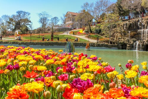 Foto stok gratis bunga tulip, Istanbul