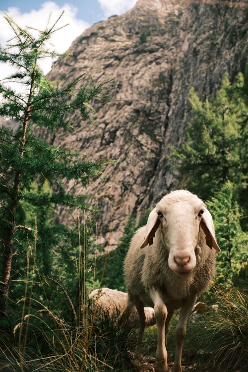 Free A serene scene of a sheep grazing amidst lush greenery with rocky mountain backdrop. Stock Photo