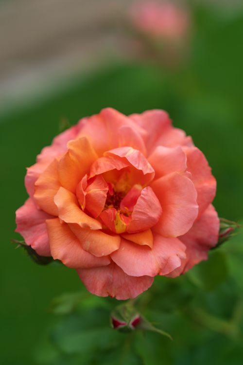 Free A vibrant pink rose in full bloom captured with a blurred green background, showcasing natural beauty. Stock Photo