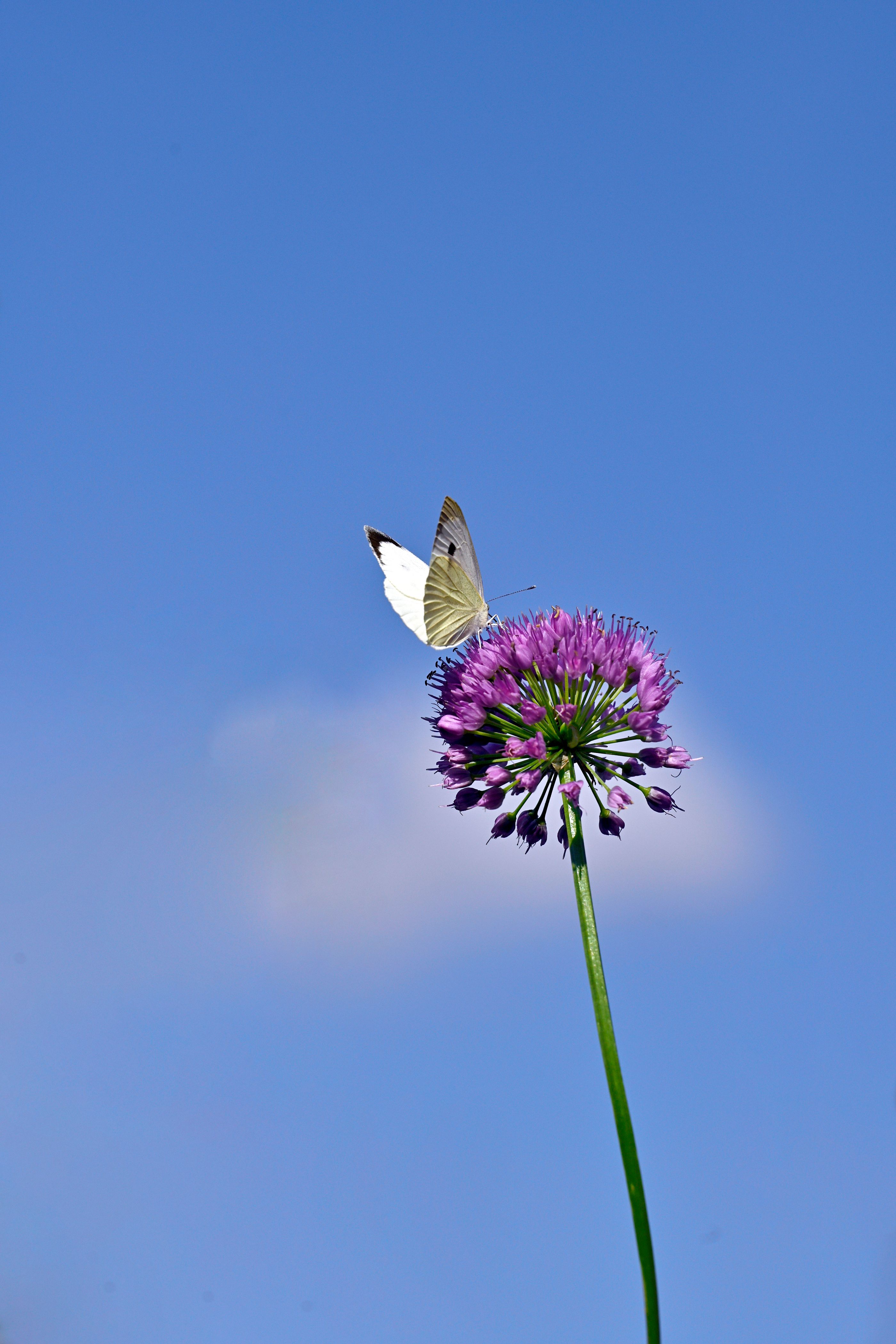A delicate butterfly perched on a purple flower with a clear blue sky background, highlighting nature's beauty.