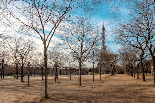 對角線, 樹, 艾菲爾鐵塔 的 免費圖庫相片