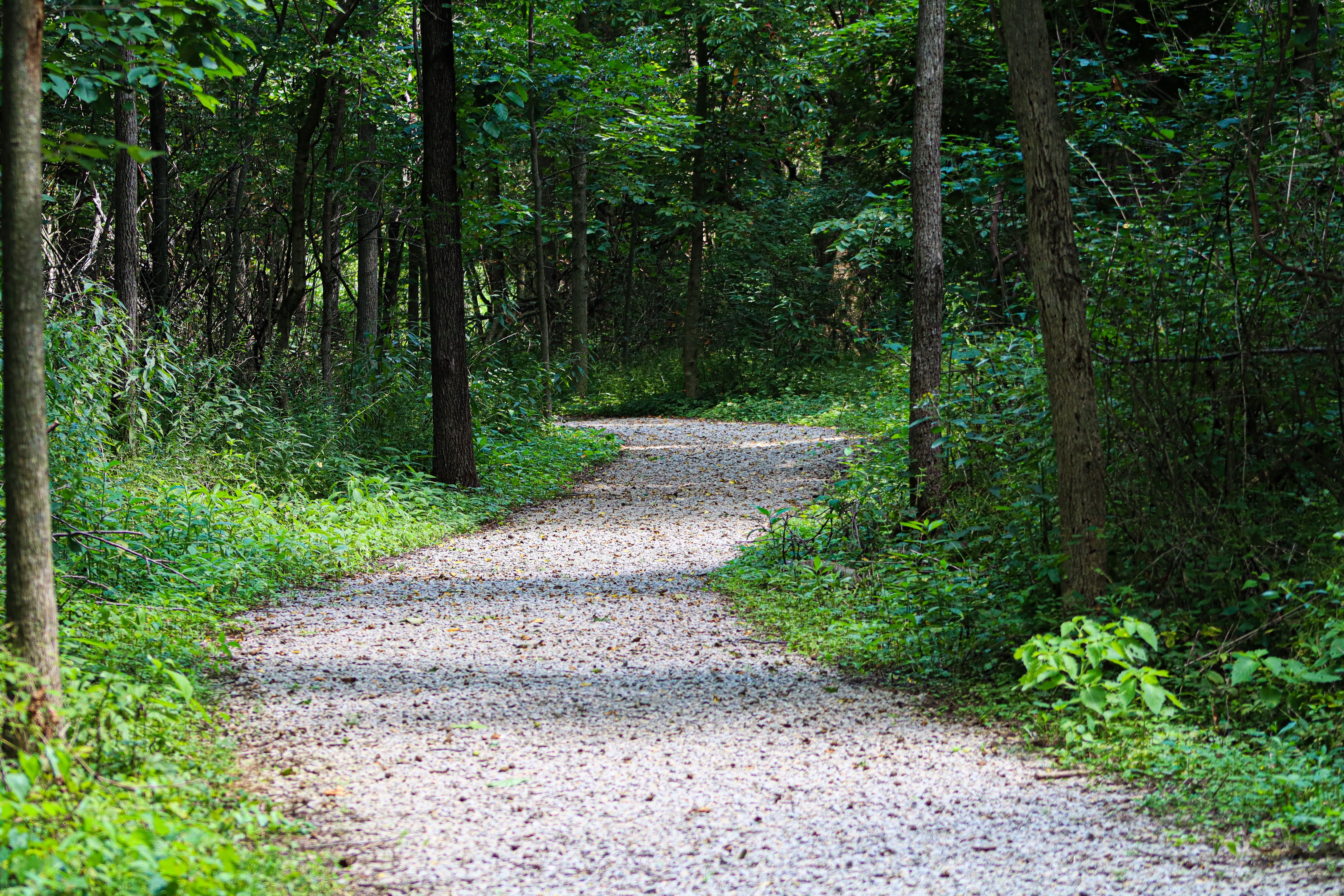 A gravel path through woodland. Keep pea gravel paths 2–3 in deep so they're firm underfoot.