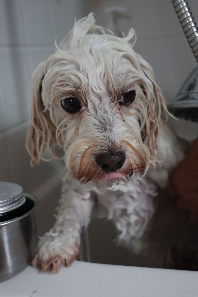 Perro blanco mojado en la bañera