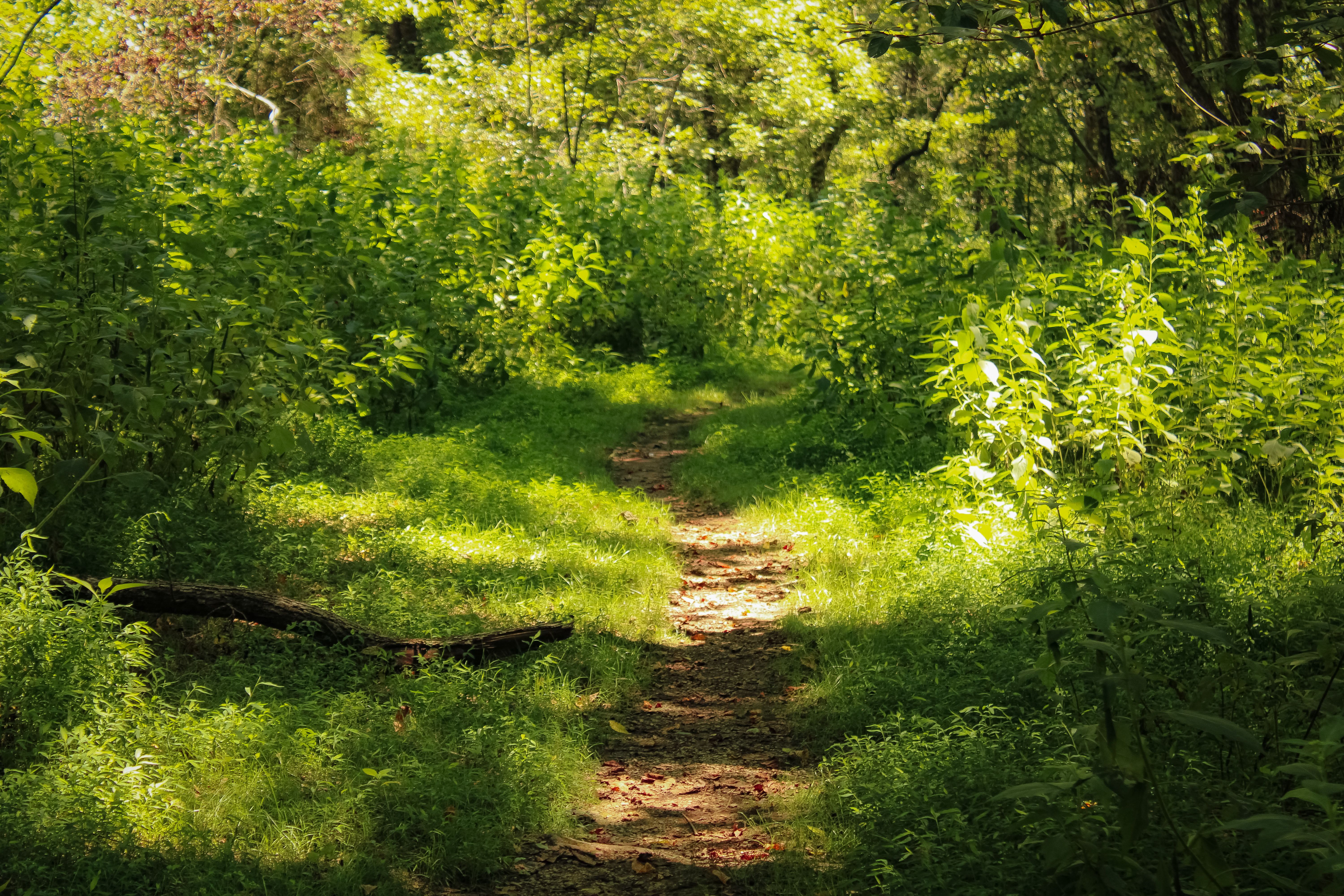 Sendero rodeado de naturaleza