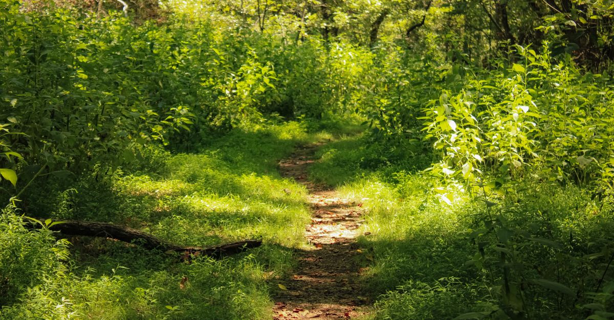 206 Acres of Quiet: How Sachse's Nature Preserve Became the City's Best-Kept Secret