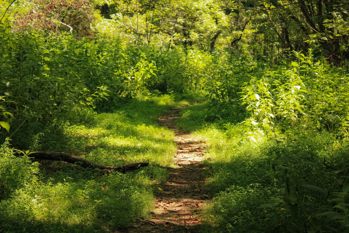 Sendero rodeado de naturaleza