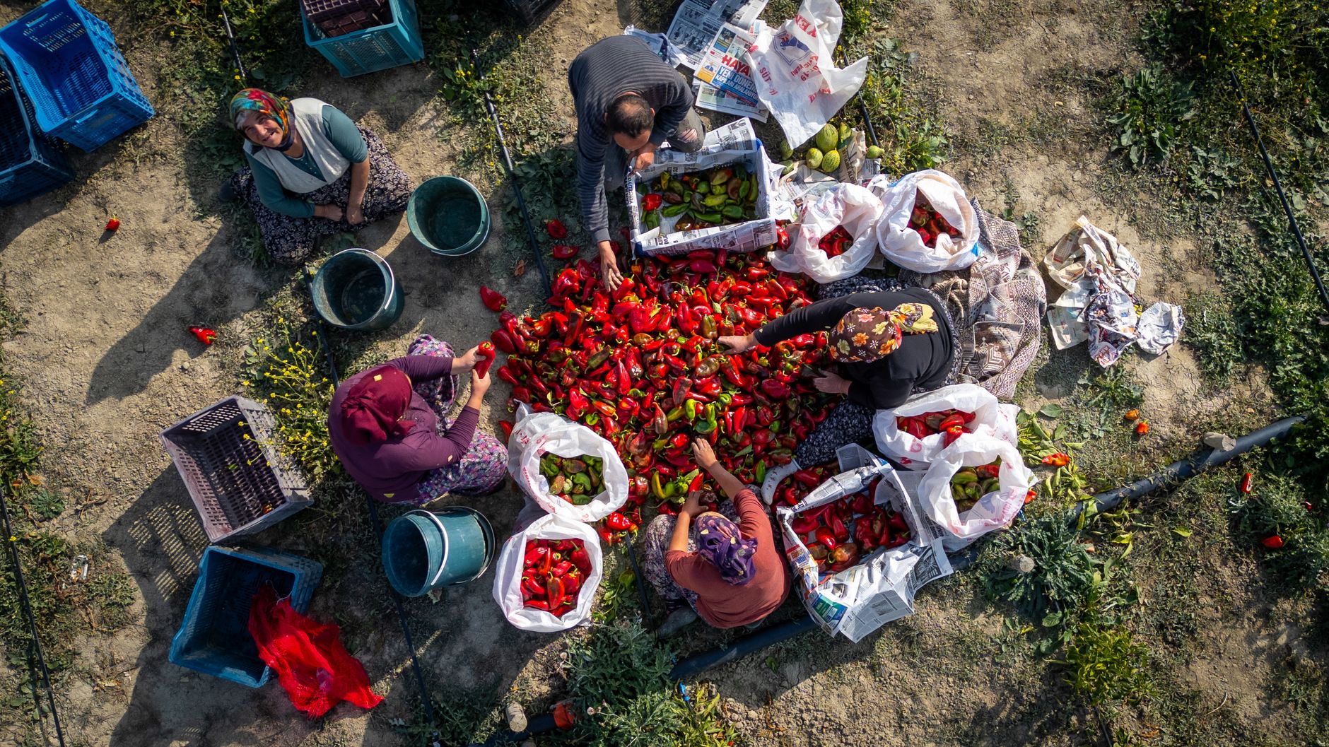The Wishing Spell