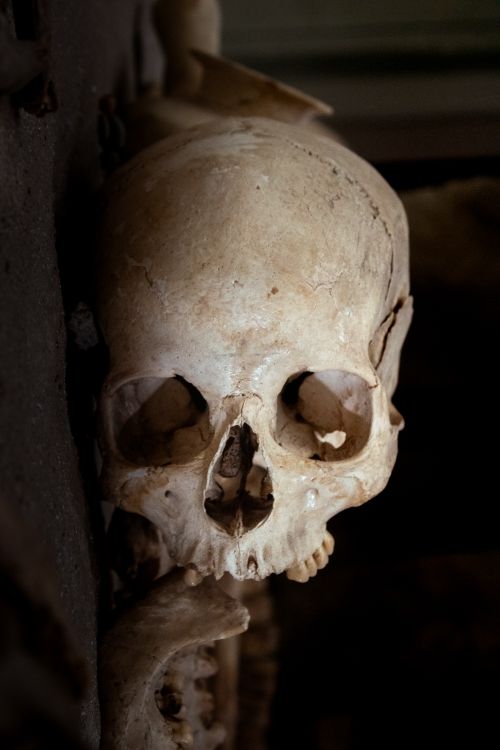 Free Moody close-up of a human skull in a dimly lit environment, exuding a sense of mystery and history. Stock Photo