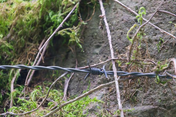 Fil barbelé rouillé enroulé autour d'un rocher couvert de mousse près de Buzy