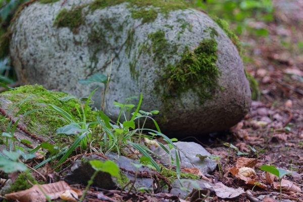 Rocher moussu parmi les fougères sur le sol d'une forêt près de Buzy