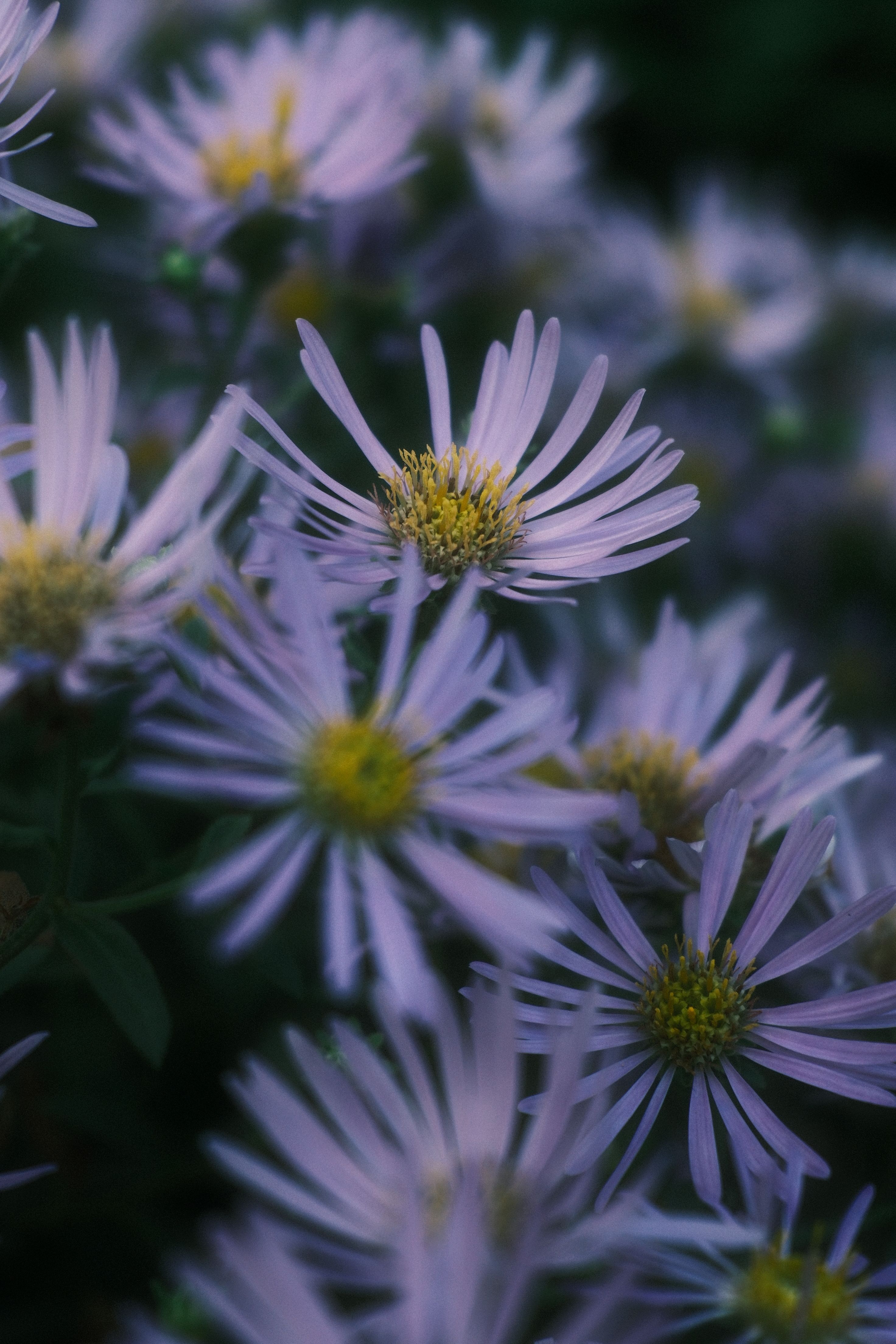 A close-up of vibrant purple aster flowers in full bloom with a soft, dreamy background.