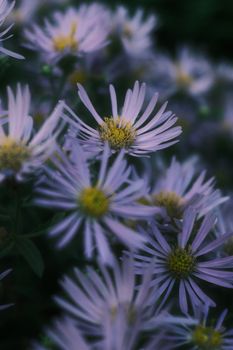 A close-up of vibrant purple aster flowers in full bloom with a soft, dreamy background.