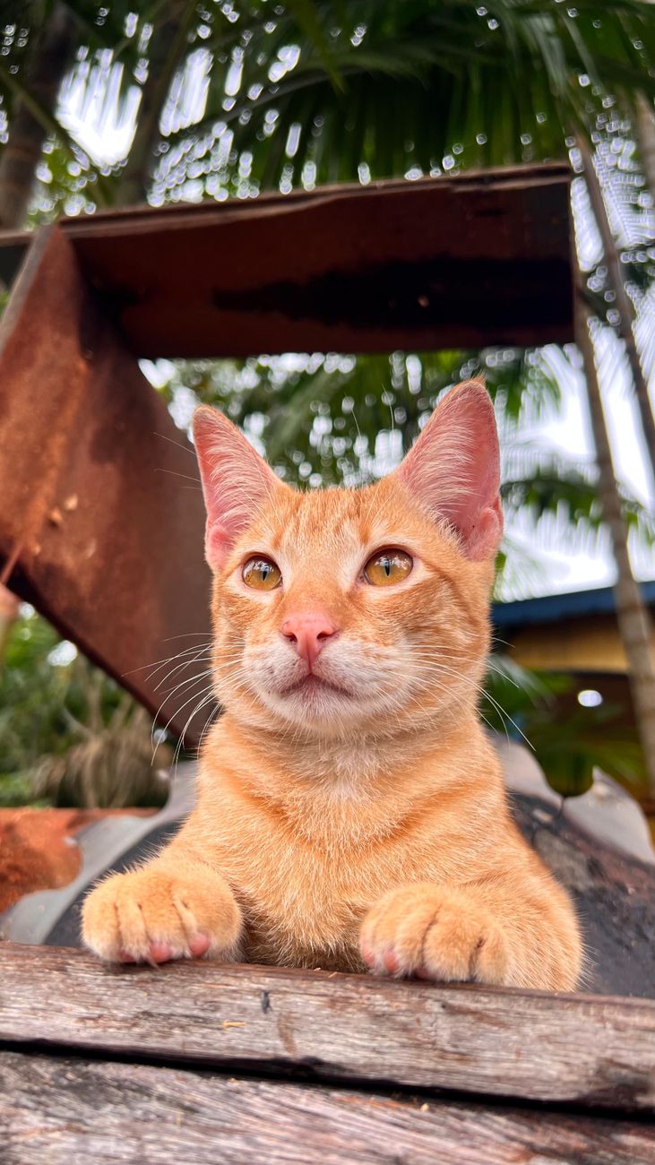Orange tabby cat lounging outdoors, surrounded by greenery and sunlight.