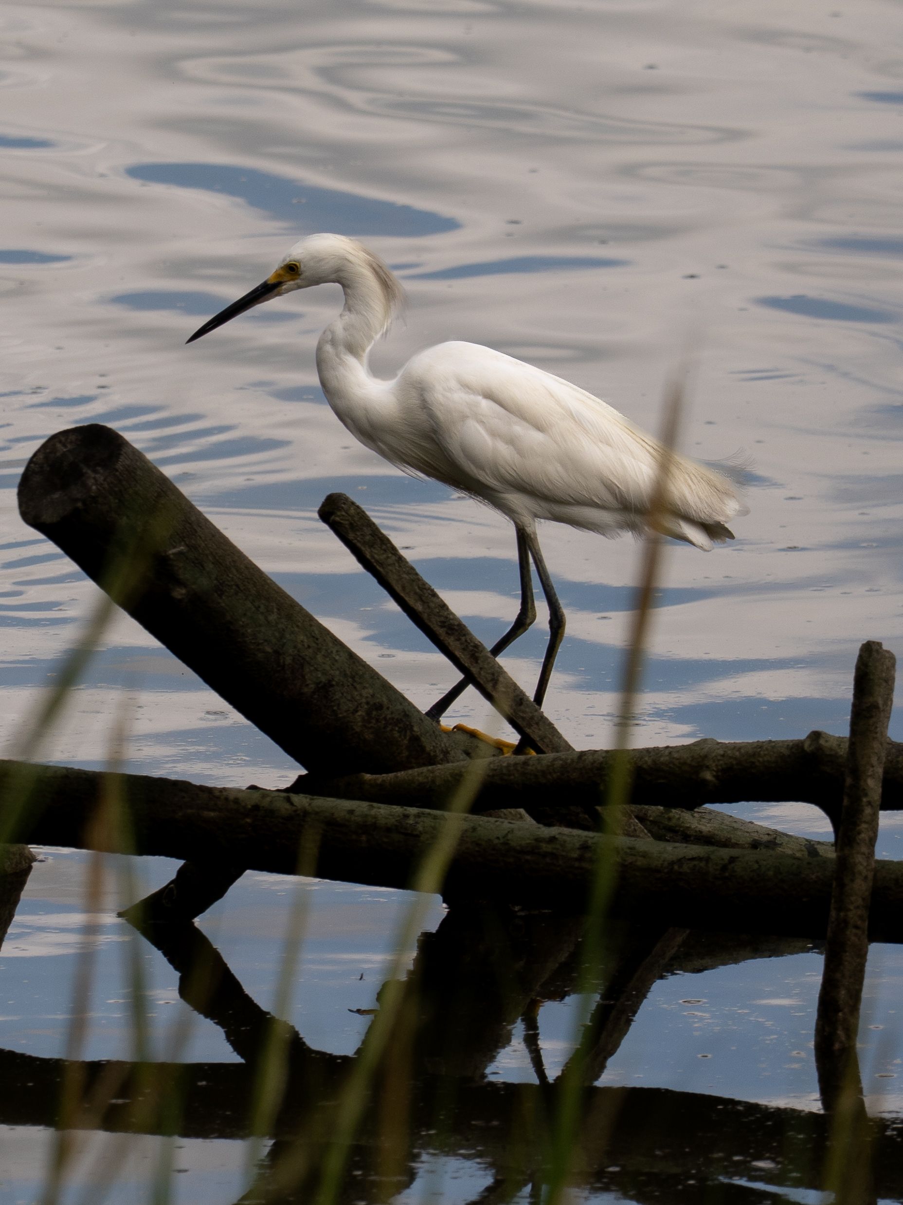 Snowy egret gracefully perched on driftwood in Lewes, Delaware.