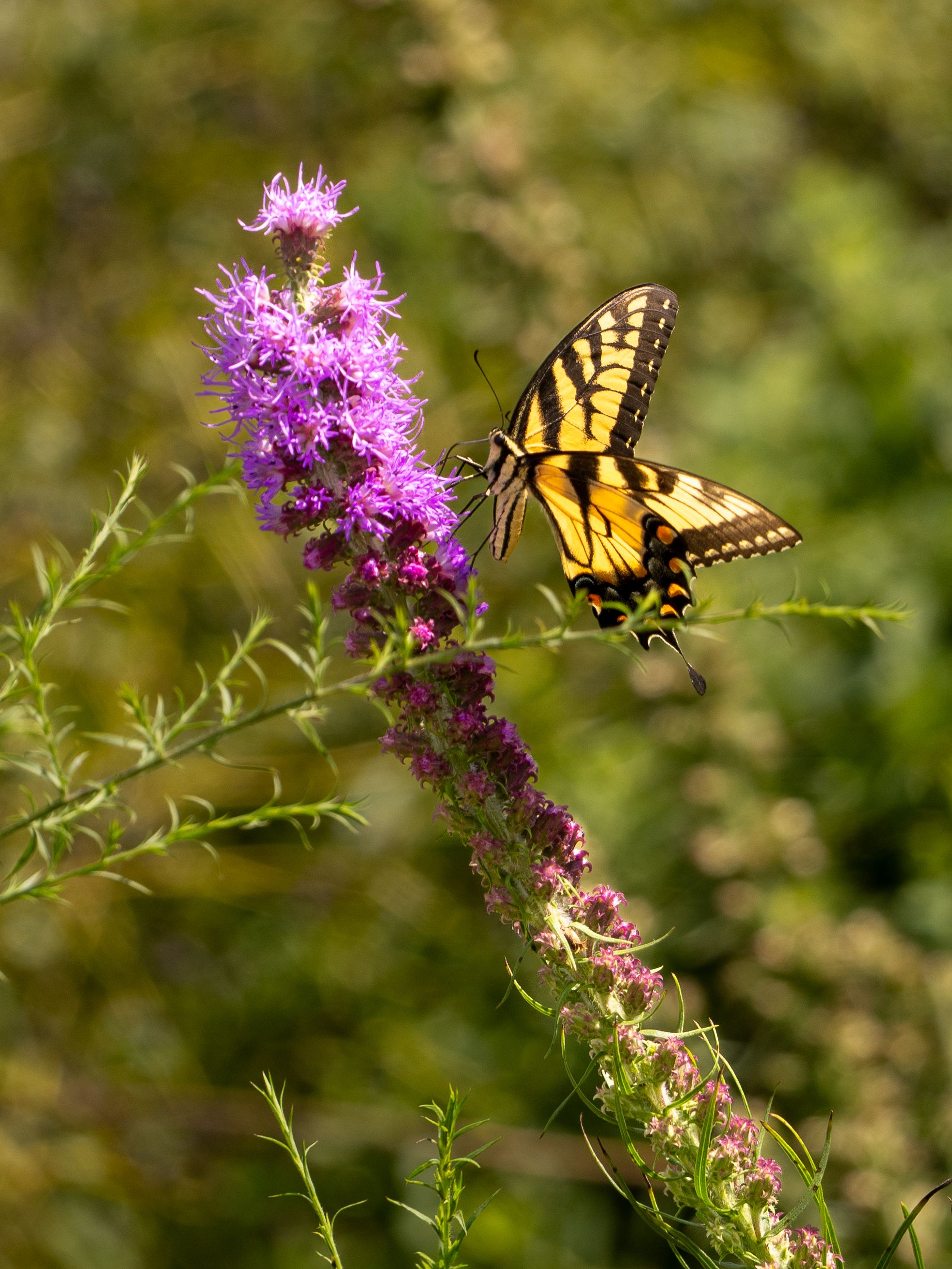 A colorful Eastern Tiger Swallowtail butterfly perched on a purple Liatris flower in Lewes, Delaware.