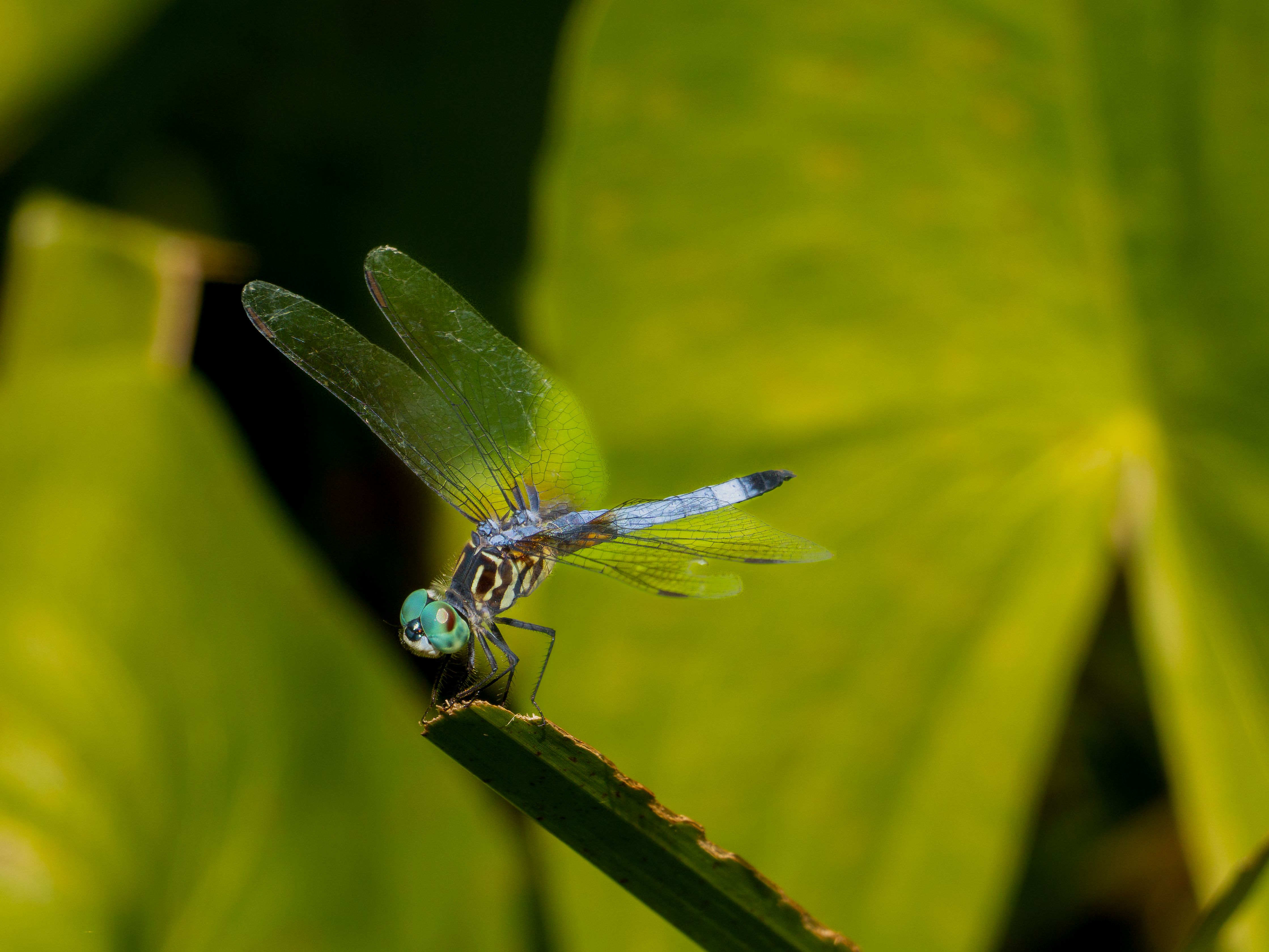 Close-up of a blue dragonfly perched on a leaf with a vibrant green background in Lewes, Delaware.