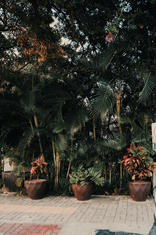 Free Tropical plants in large pots against a lush greenery backdrop, captured outdoors. Stock Photo