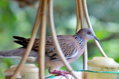 Free stock photo of avian, bamboo cage, bird Stock Photo