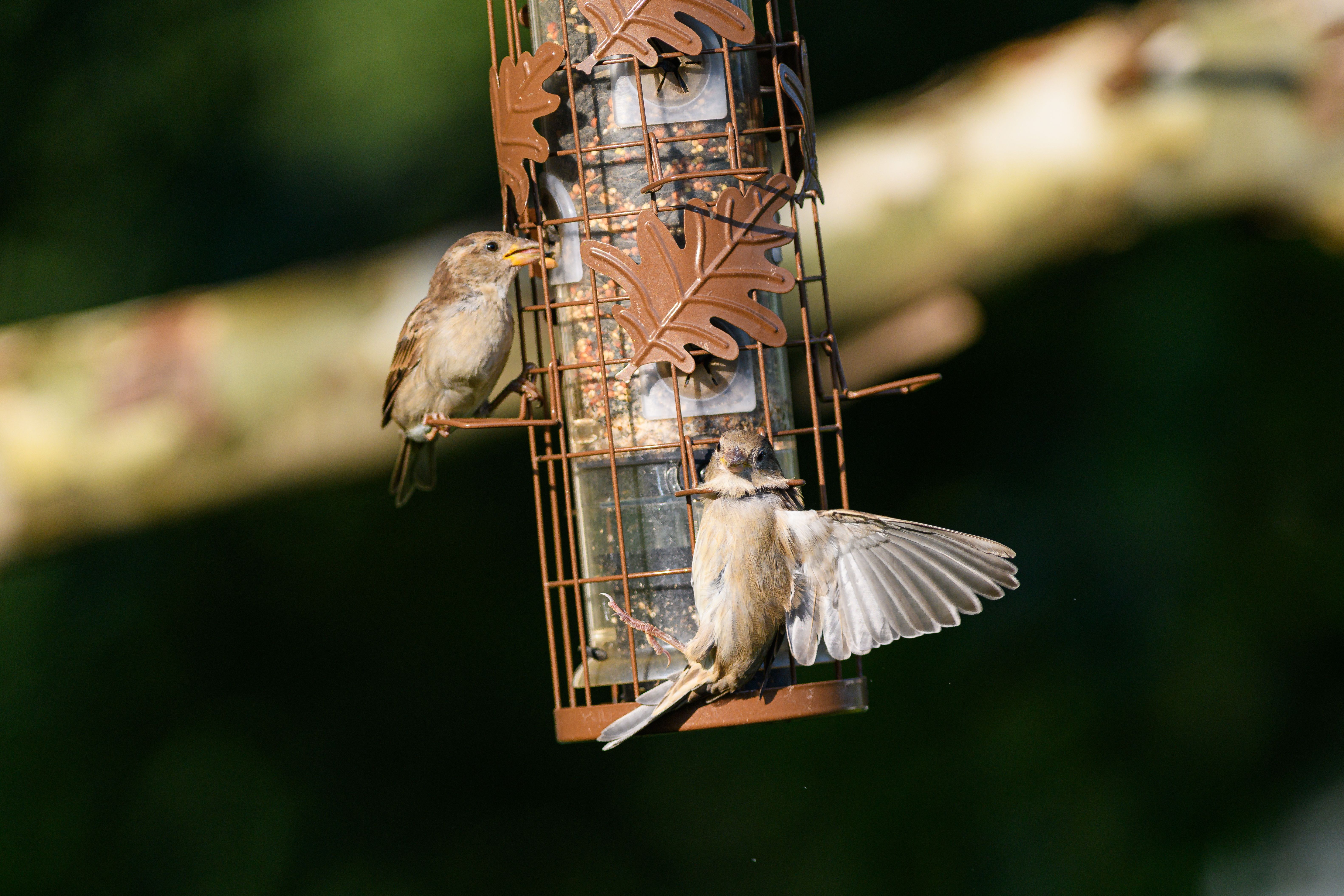 bird photography bird canvas