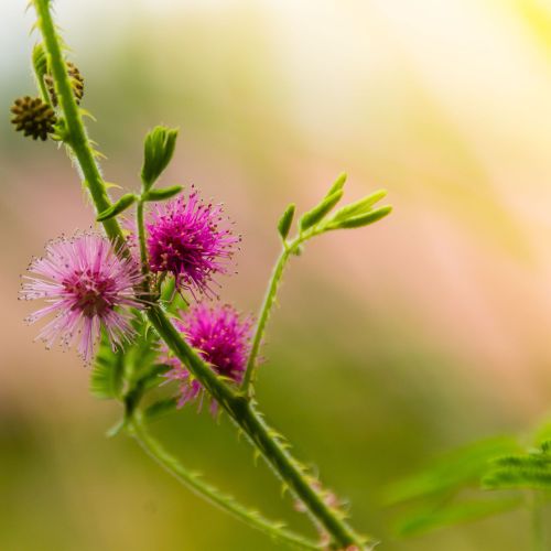 Free stock photo of blossom, bokeh, botany Stock Photo