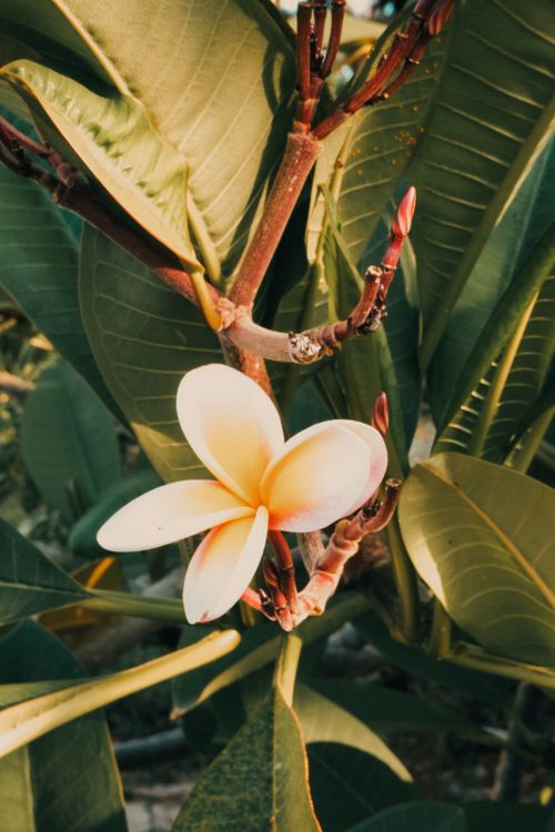 Free A vibrant yellow frangipani flower blooming amidst lush green leaves under sunlight. Stock Photo
