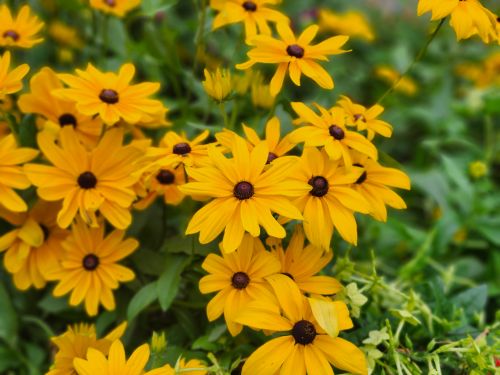 Free A close-up of bright yellow Black-eyed Susans blossoming outdoors in Toronto. Stock Photo