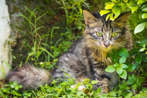 Free A feral tabby cat sits amidst green foliage in Jakarta, Indonesia. Stock Photo